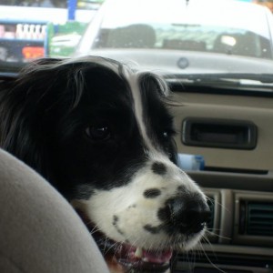 My dog, Evie. She looks this cheeky all the time. Yay Tesco petrol station!