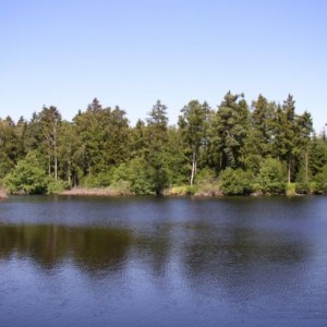 A forest lake in summer