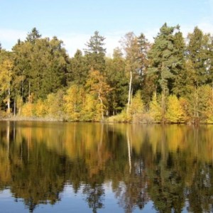 A forest lake in autumn