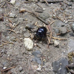 Beetle up close