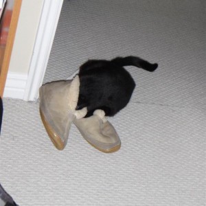 This is why I need new slippers...she eats them from the inside out... o.O