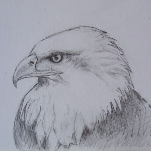 Eagle drawing in coffee shop.
